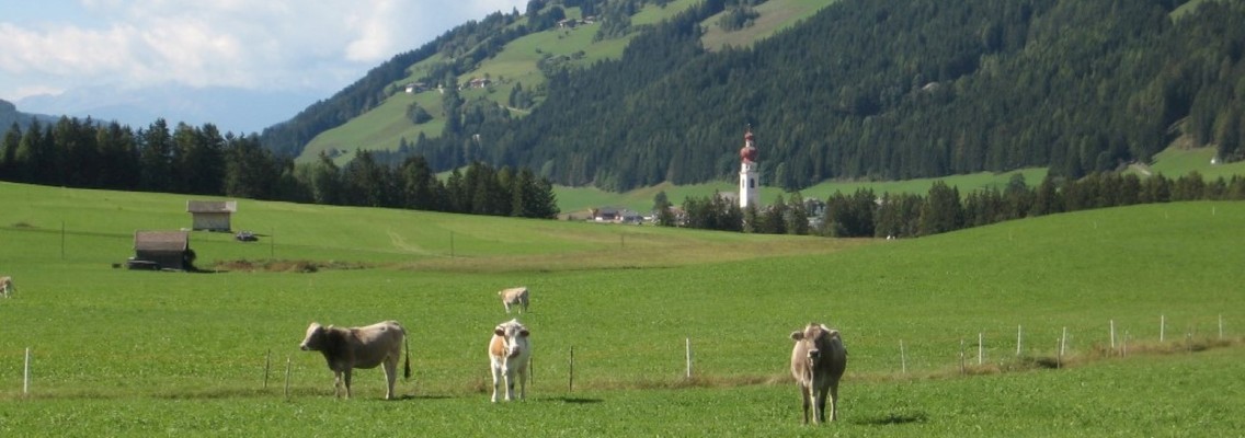 Our cows on the meadow